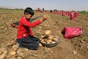 بهشت سیب‌زمینی ایران در برزخ صادرات