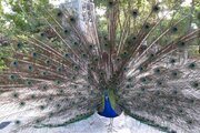İsfahan Kuş Bahçesi'nden kareler