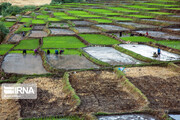 Rice Transplanting farms; Southwestern Iran Beauties in summer time