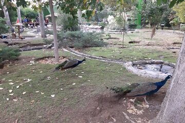 İsfahan Kuş Bahçesi'nden kareler