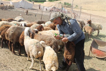 زمزمه الفبای سادگی در زندگی عشایری