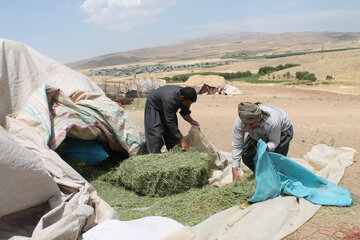 زمزمه الفبای سادگی در زندگی عشایری