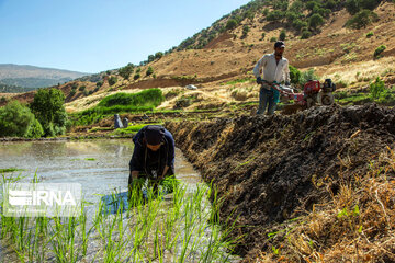 Rice Cultivation farms; Southwestern Iran Beauties in summer time