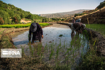 Rice Cultivation farms; Southwestern Iran Beauties in summer time