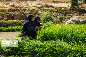 Rice Cultivation farms; Southwestern Iran Beauties in summer time