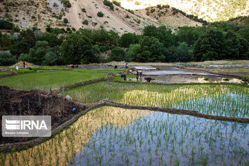 Rice Cultivation farms; Southwestern Iran Beauties in summer time