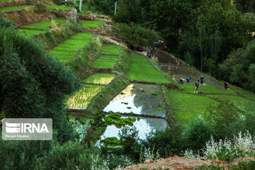 Rice Cultivation farms; Southwestern Iran Beauties in summer time