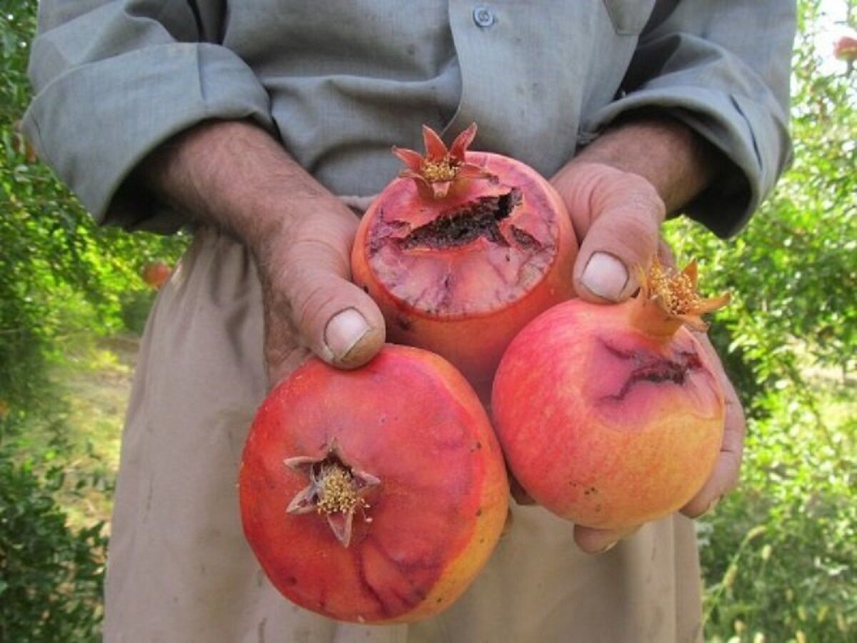 خسارت ۳۰ درصدی کرم گلوگاه به باغات انار خراسان جنوبی