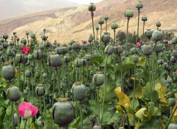 جهش سه برابری درآمد کشاورزان تریاک در افغانستان