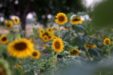 مزرعه گلهای آفتابگردان در خراسان شمالی