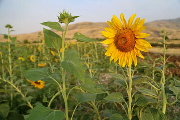 مزرعه گلهای آفتابگردان در خراسان شمالی