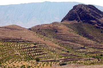 باغات دیم سهم ۳۲ درصدی از طرح پیشران کردستان دارد