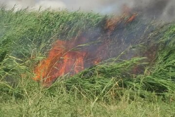 ۳.۵ هکتار از منطقه حفاظت شده "نوروزلو" میاندوآب در آتش سوخت