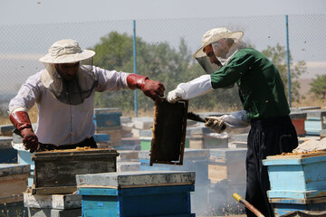 تولید عسل از کندو تا فرآوری در آذربایجان شرقی