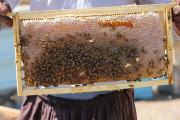 تولید عسل از کندو تا فرآوری در آذربایجان شرقی