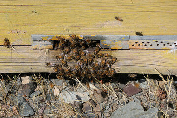 تولید عسل از کندو تا فرآوری در آذربایجان شرقی