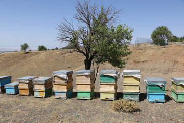 تولید عسل از کندو تا فرآوری در آذربایجان شرقی