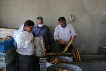 تولید عسل از کندو تا فرآوری در آذربایجان شرقی