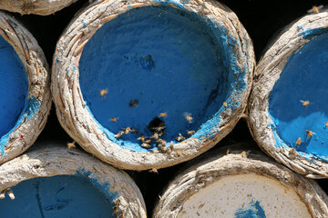 تولید عسل از کندو تا فرآوری در آذربایجان شرقی