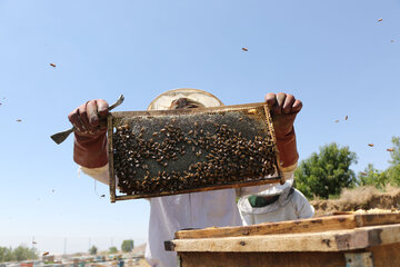 ۵۰ تن عسل طبیعی در سبزوار تولید شد