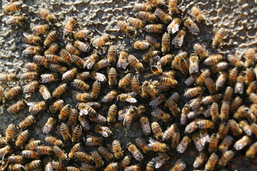 تولید عسل از کندو تا فرآوری در آذربایجان شرقی