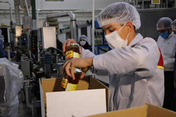 تولید عسل از کندو تا فرآوری در آذربایجان شرقی