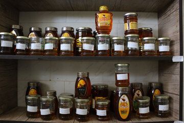 تولید عسل از کندو تا فرآوری در آذربایجان شرقی