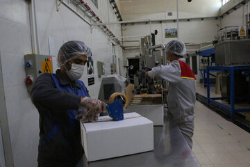 تولید عسل از کندو تا فرآوری در آذربایجان شرقی