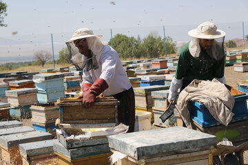 تولید عسل از کندو تا فرآوری در آذربایجان شرقی