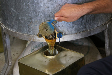 تولید عسل از کندو تا فرآوری در آذربایجان شرقی