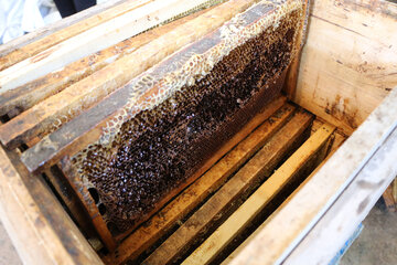 تولید عسل از کندو تا فرآوری در آذربایجان شرقی