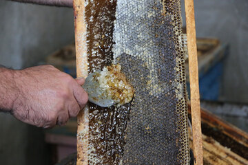 تولید عسل از کندو تا فرآوری در آذربایجان شرقی