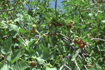 برداشت انجیر از باغات سردشت