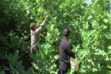 برداشت انجیر از باغات سردشت