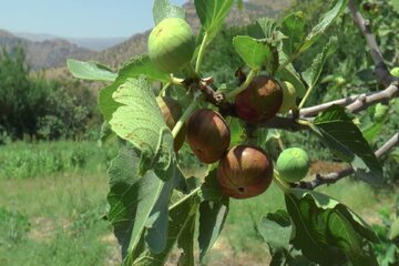 برداشت انجیر از باغات سردشت