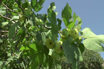 برداشت انجیر از باغات سردشت