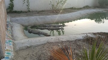 Iran : élevage de crocodiles à nez court à Chabahar 