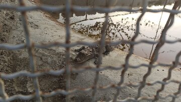 Iran : élevage de crocodiles à nez court à Chabahar 