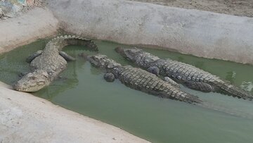 Iran : élevage de crocodiles à nez court à Chabahar 