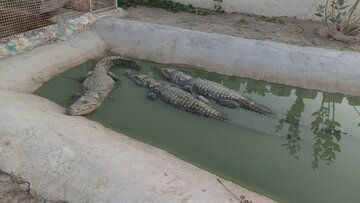 مزرعه پرورش تمساح پوزه کوتاه(گاندو) در چابهار