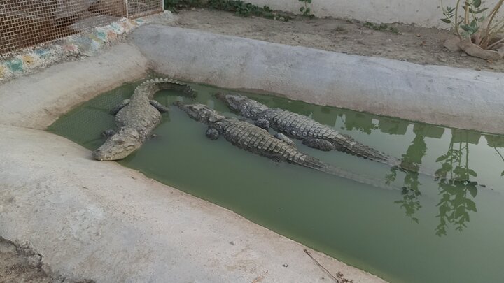 گاندو؛ نماد برکت و آبادانی در بلوچستان