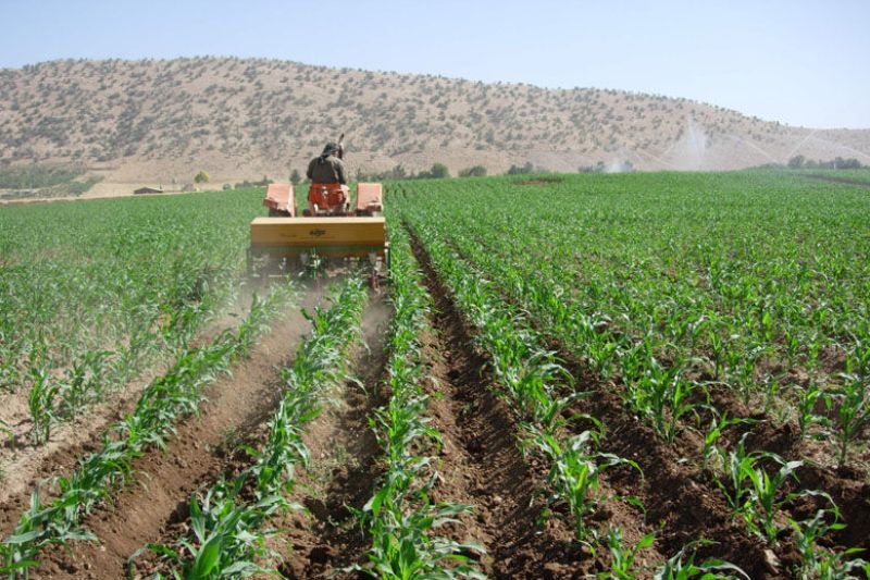بیش از ۲۹۰هزار هکتار زمین کشاورزی امسال در قزوین زیر کشت رفت 