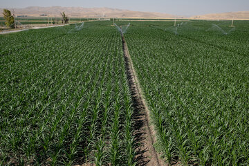 بهبود بهره‌وری آب کشاورزی دستاوردی جدید از محققان کرمانشاهی