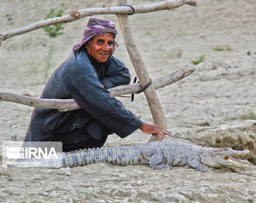 گاندو؛ نماد برکت و آبادانی در بلوچستان