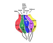 کشف سلول‌های چشایی که همزمان همه طعم‌ها را تشخیص می‌دهد