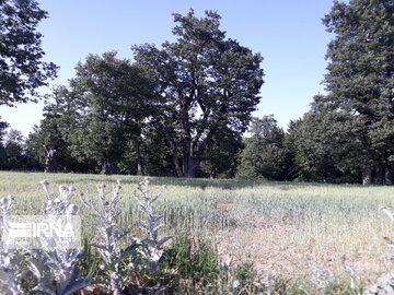 Dasht-e Shad Forest