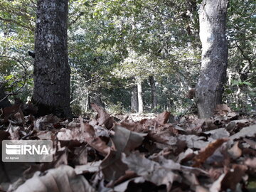 Dasht-e Shad Forest