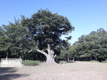 Dasht-e Shad Forest