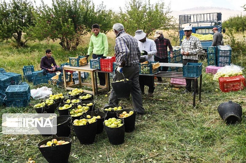 آزمایش کرونا از کارگران باغ‌های سیب سمیرم اجباری شد