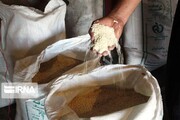 عرضه غیرقانونی ۲ تن برنج تنظیم بازار در قزوین
